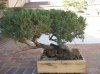 My Bonsai2 004.jpg