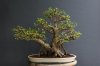 Ficus+retusa+update+Apr+29+12.jpg