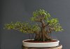 Ficus+retusa+small+update+Apr+29+12.jpg