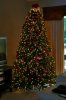 tree 2012.jpg