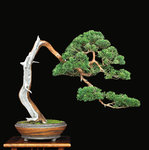 EASTERN RED CEDAR 2.JPG