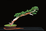 EASTERN RED CEDAR.JPG