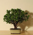 crassula01_191113a.jpg