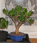 crassula-hobbit_multi_191114a.jpg