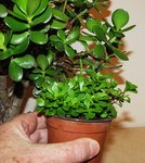 crassula-compacta_191114a.jpg