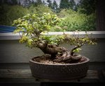 Vine Maple - 1.jpg