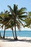 22503979-many-palm-trees-in-the-beach-of-key-west-florida-with-the-ocean-in-front-of-them.jpg