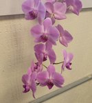 purple orchid 2020.jpg