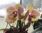 yellow orchid 2020.jpg