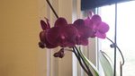 dark purple orchid 2020.jpg