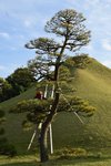 3-Professional-momiage-in-the-gardens-of-Suizen-ji-Kumamoto..jpg