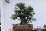 DSC01661-1.jpg