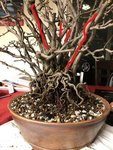 Inked-D-norcalkbonsai-D_LI.jpg