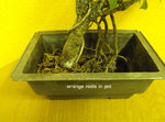 9_Anchor Trunk arrange roots 032515.JPG