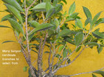 213_Many Banyan Candidates 032515.JPG