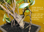 217_Banyan is straight as possible 032515.JPG