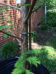 Bald Cypress 2.jpg