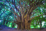 Check-Out-Banyan-Trees-in-St.-Petersburg.jpeg