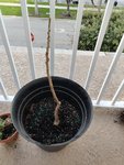 IMG_20200320_173208.jpg