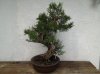 Bonsai 5.jpg