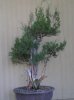 bonsai 009.jpg