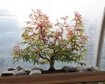 acer palmatum beni tsukasa 2019 05 27 001.JPG