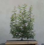 acer palmatum beni tsukasa 2019 07 24 001.JPG