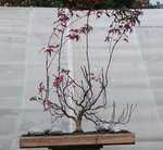 acer palmatum beni tsukasa 2019 11 21 005.JPG