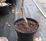 acer palmatum beni chidori 2018 09 12 003.JPG