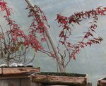 acer palmatum beni chidori 2019 11 26 001.jpg