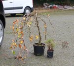 hydrangea petiolaris cordifolia 2019 10 16 004.JPG