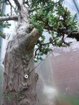 bonsai_website-16.jpg