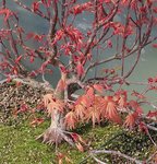 acer palmatum beni tsukasa 2020 03 31 001.JPG