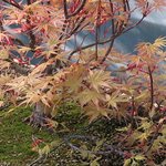 acer palmatum beni tsukasa 2020 04 08 002.JPG