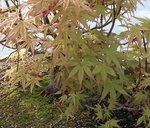 acer palmatum beni tsukasa 2020 04 14 002.JPG