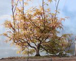 acer palmatum beni tsukasa 2020 04 14 001.JPG