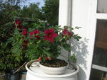 DSCN7879.JPG