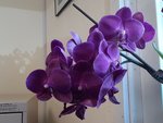 purple office orchid.jpg