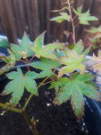 20200424_070105.jpg