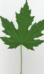 170px-Silver_maple_leaf.jpg