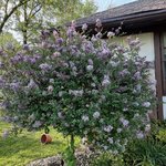 patio lilac.jpg