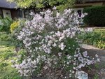 dwar korean lilac.jpg