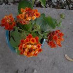 lantana plant.jpg