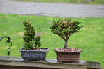 DSC_4323.JPG