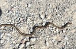 garter snake red 1.jpg