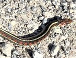 garter snake red 2.jpg