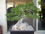 Scots pine 5-20-20.JPG