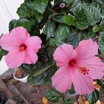 pink hibiscus.jpg