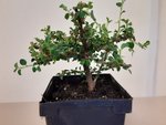 cotoneaster 1.jpg