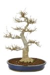 trident-maple-45-cm-30-years-old-with-a-beautiful (2).jpg